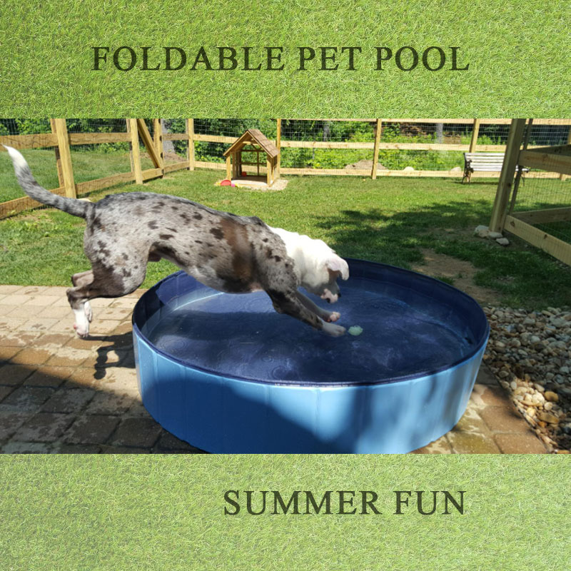 Най -добрите кучета басейни за вашия домашен любимец да плуват през цялото лято